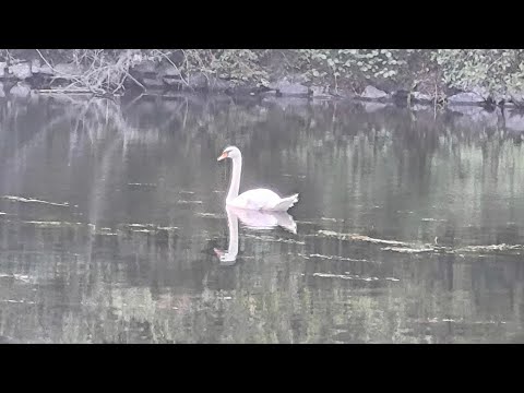 Видео: Возвращение евреев !? !? !?