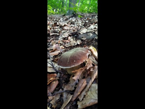 Видео: білий відступае красний наступае