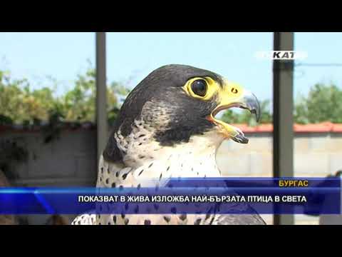 Видео: Показват в жива изложба най-бързата птица в света