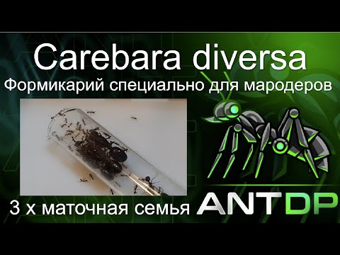 Видео: Carebara diversa 3х маточная семья!