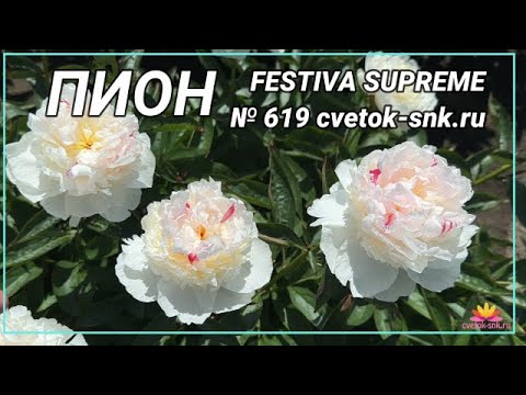 Видео: Жемчужно-белый пион Festiva Supreme / Сад Ворошиловой