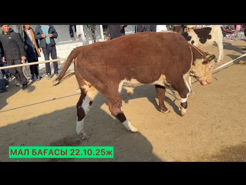 Видео: Шымкент мал базары 22.10.25ж