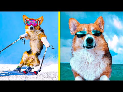 Видео: ЗИМА VS ЛЕТО! Лучшие серии! Корги Кекс Говорящая собака