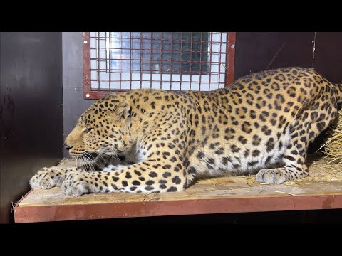 Видео: Тигренок Тесла ругается !!! Леопард Герд научился запрыгивать на полку!)