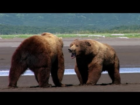Видео: Косматый хозяин Америки - МЕДВЕДЬ ГРИЗЛИ В ДЕЛЕ! Никто из животных не хочет с ним встретиться!