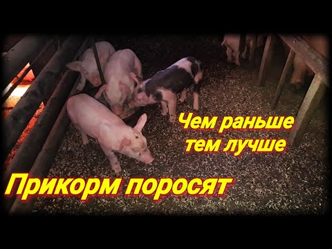 Видео: 🇺🇦Прикорм поросят!