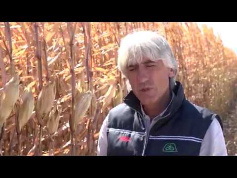 Видео: Над 2 това зърно на декар  от пионерски хибриди царевица в Калековец