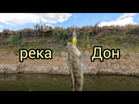 Видео: Рыбалка на реке Дон. Троллинг в один спиннинг.#судак #троллинг #спиннинг #воблера #рыбалка