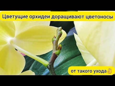 Видео: От такого УХОДА за орхидеями ☝ ЦВЕТУЩИЕ орхидеи ДОРАЩИВАЮТ ЦВЕТОНОСЫ и новые БУТОНЫ орхидей