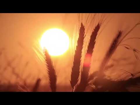 Видео: Undefined   composer  Vitaly Dudnikov Солнцемёд Sun Honey   into the beautiful sky в прекрасное небо