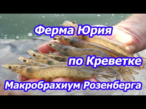 Видео: Ферма Юрия по Креветке Макробрахиум Розенберга, а тут все получилось!