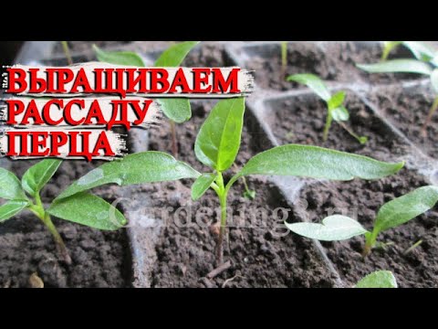 Видео: 🌱Болгарский перец Выращивание рассады из семян без пикировки на подоконнике