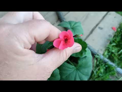 Видео: Обзор сада на 30 июня 2021. Что цветёт в конце июня.