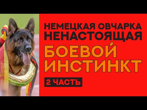 Видео: Немецкая Овчарка Шоу разведения. Фильм "Боевой Инстинкт". 2 часть. German Shepherd. Show line.