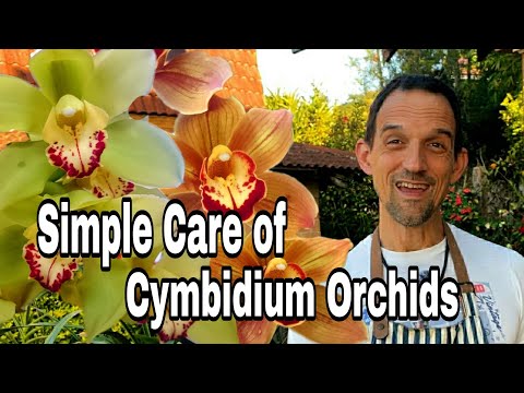 Видео: Как выращивать и ухаживать за орхидеями цимбидиум, руководство по цветению
