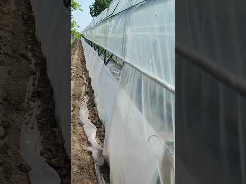 Видео: теплица для малины почти готова..... маравила 28.05.2023