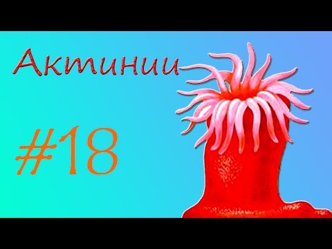 Видео: Актинии