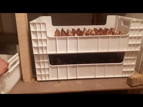 Видео: Гул остуруу  гидрапоника