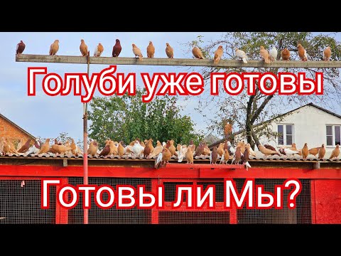 Видео: Голуби уже готовы- А вы