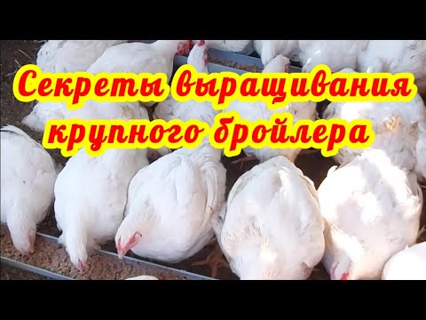 Видео: Секреты выращивания крупного бройлера. Самый важный первый месяц.