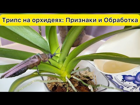 Видео: ТРИПС на орхидеях! Не пропусти эти ПРИЗНАКИ трипса на орхидеи / ОБРАБОТКА орхидеи от трипса