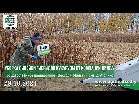 Видео: РЕЗУЛЬТАТЫ УБОРКИ ЛИНЕЙКИ ГИБРИДОВ КУКУРУЗЫ ОТ КОМПАНИИ Lidea, Франция | КУПИТЬ СЕМЕНА КУКУРУЗЫ