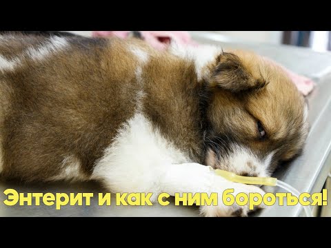 Видео: ЛЕЧЕНИЕ ЭНТЕРИТА У СОБАК. Советы Ветеринарного Врача.