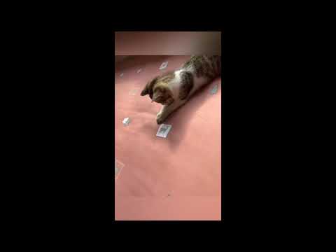 Видео: Cats is Tik Tok/Видосики с котиками  №64