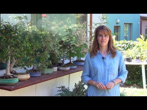 Видео: Выносим комнатные растения на улицу.