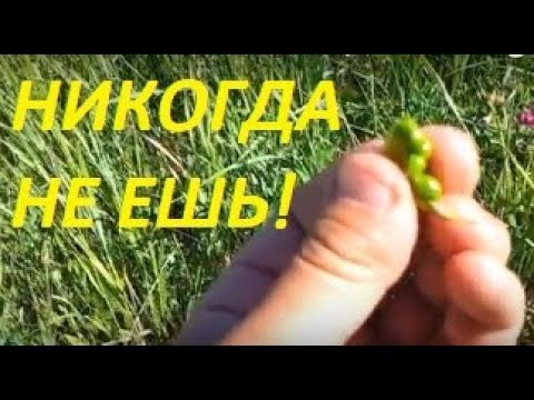 Видео: Съедобные бобовые растения-дикоросы в природе.