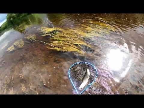 Видео: Красивая речка, классные поклëвки, на хлыст сухая муха