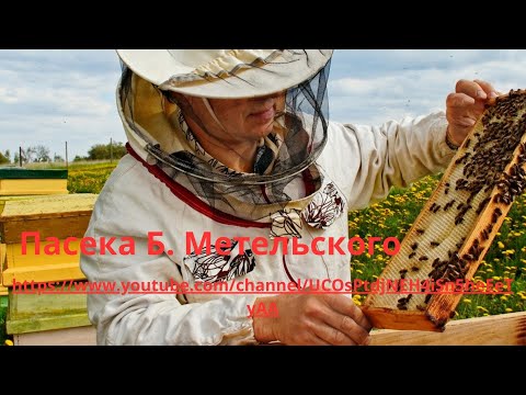 Видео: Амитраз: Правда и Вымысел. Как лечить пчёл от варроатоза и акарапидоза.