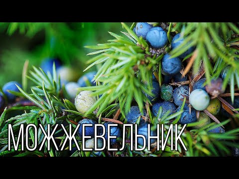 Видео: Можжевельник: Северный кипарис | Интересные факты про можжевельник