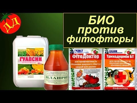 Видео: БИОПРЕПАРАТЫ – ФИТОФТОРЫ НЕТ! (Фитоспорин М, Триходермин, Гуапсин, Планриз)