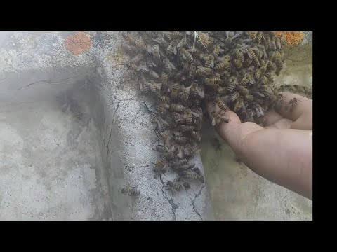 Видео: Дар вакти ассалгири занбури рой капидам...