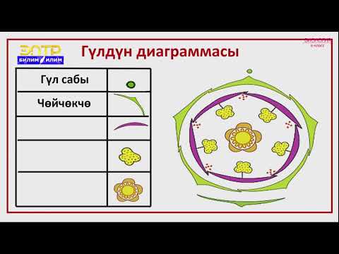 Видео: 6-класс | Биология  | Жабык уруктуулар же гүлдүү өсүмдүктөр бөлүмү