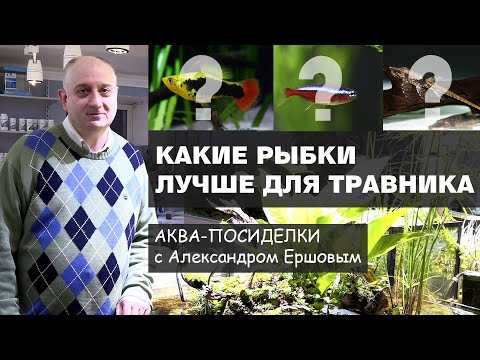 Видео: Какие рыбки лучше для аквариума травника.  Аква посиделки с А.  Ершовым.