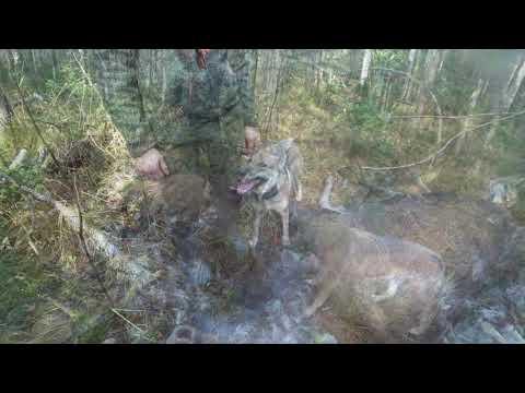 Видео: Охота на соболя и лося с Лайками