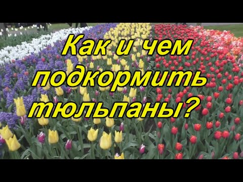 Видео: Весенняя подкормка тюльпанов - это нужно сделать сейчас!!!