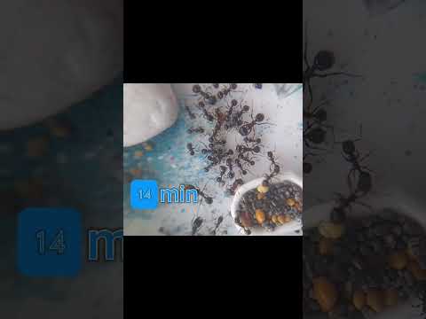 Видео: выбрали попить сироп вместо семян