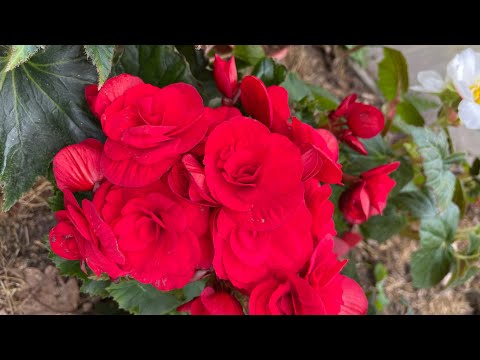 Видео: Как отличить корневую бегонию от клубневой. Пять признаков