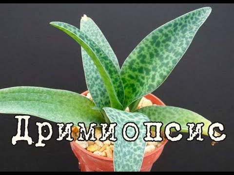 Видео: ДРИМИОПСИС или ЛЕДЕБУРИЯ, легкое в выращивании растение. Уход и разведение в домашних условиях
