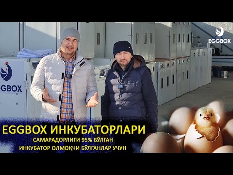 Видео: EGGBOX Корхонасида ясалган ИНКУБАТОРЛАР #INKUBATOR #EGGBOX #SARDORUZ