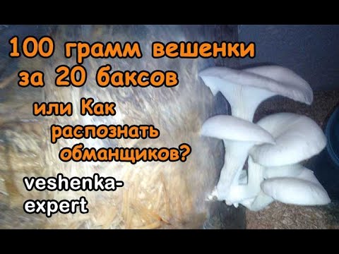 Видео: Грибы? Легко! Как не попасть на удочку мошенников.
