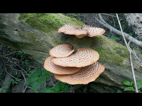 Видео: ДВЕ КОРЗИНЫ ВЕСЕННИХ ГРИБОВ! По грибы 11 апреля 2024 года.