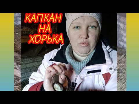 Видео: Итоги ночи 🪤 навожу капкан на хорька🧈🥩какую приманку выбрала