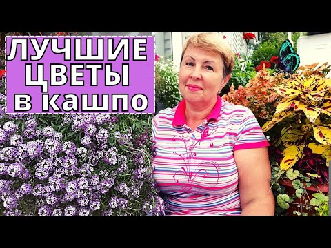 Видео: Цветы, которые  я буду сажать в кашпо всегда. Планы на 2022 год