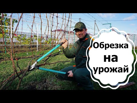 Видео: Виноград осенью.  Как легко и быстро обрезать лозу . Ноябрь 2022г.