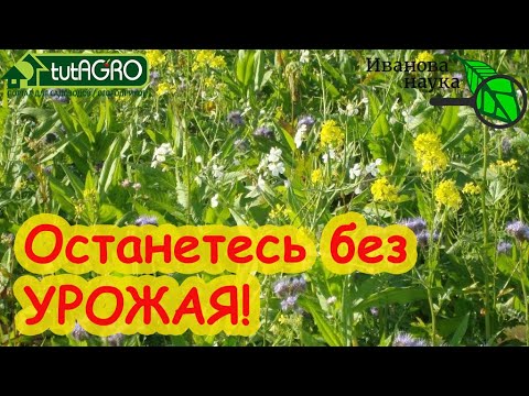 Видео: НЕ СЕЙТЕ ГОРЧИЦУ и ОВЁС на СИДЕРАТЫ, НЕ ПОСМОТРЕВ ЭТО ВИДЕО! Эти сидераты оставят вас без урожая!