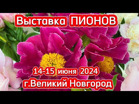Видео: Выставка ПИОНОВ в В.Новгороде 14 июня 2024